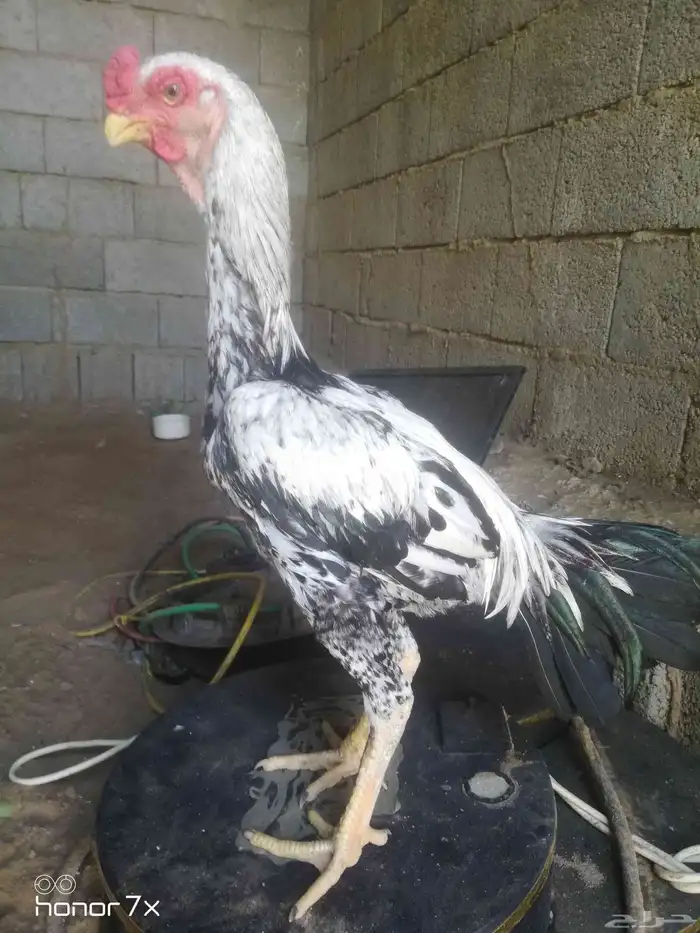 دجاج فارسي 1