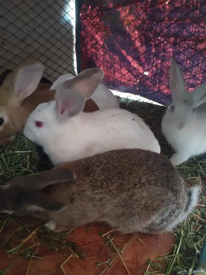 ارانب للبيع ذكر فقط 4