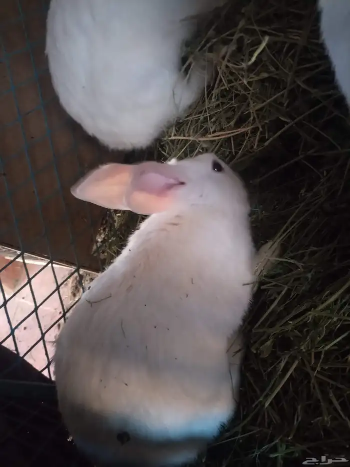 ارانب للبيع ذكر فقط 6