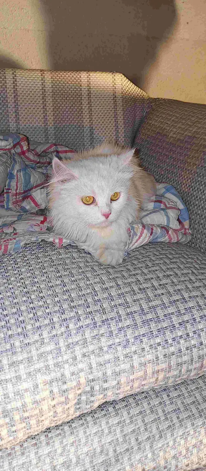 قطط مفقودة وخائفة ماتاكل الي حقه يتواصل معانا 2