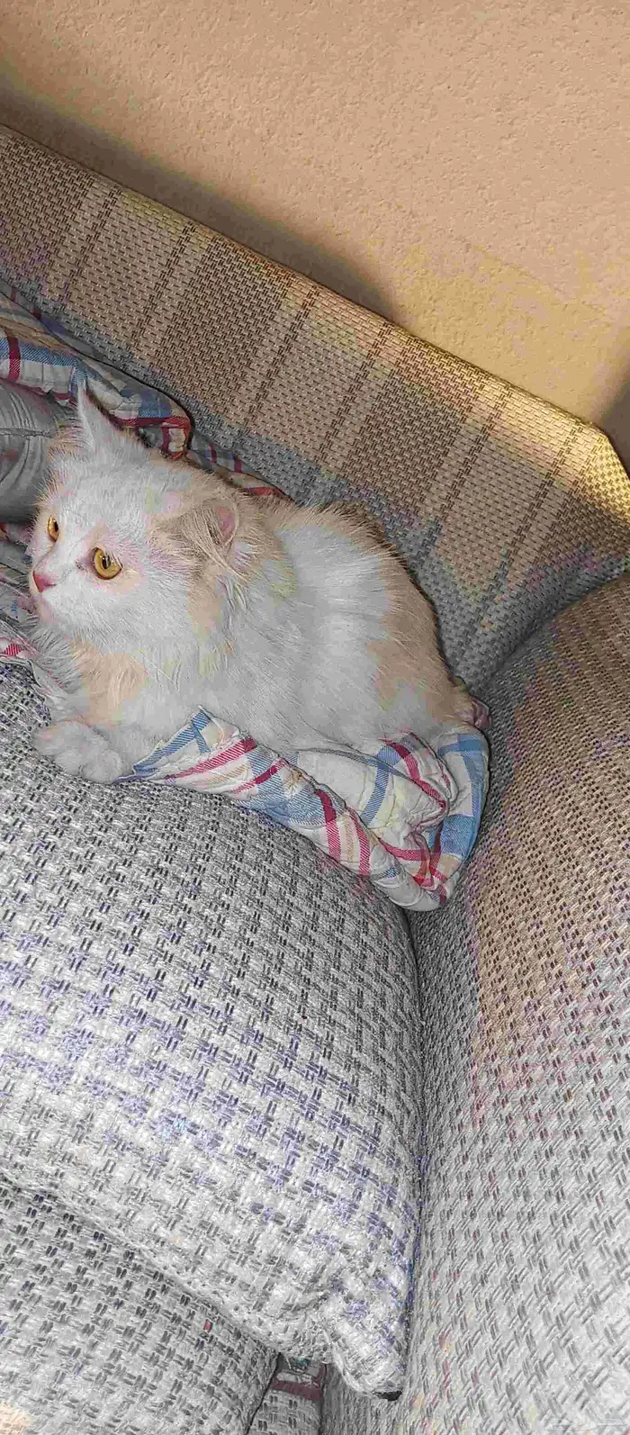 قطط مفقودة وخائفة ماتاكل الي حقه يتواصل معانا 1