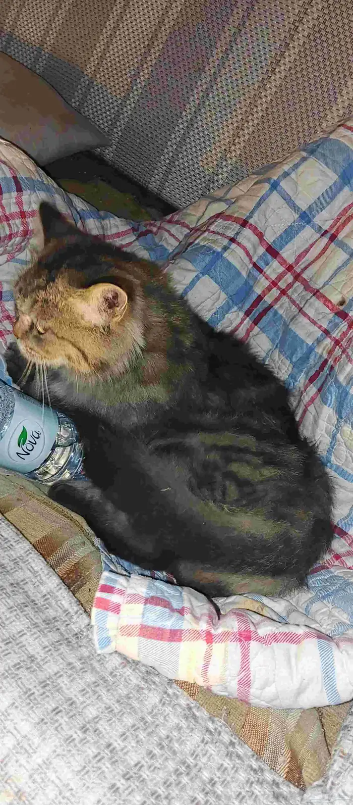 قطط مفقودة وخائفة ماتاكل الي حقه يتواصل معانا 3