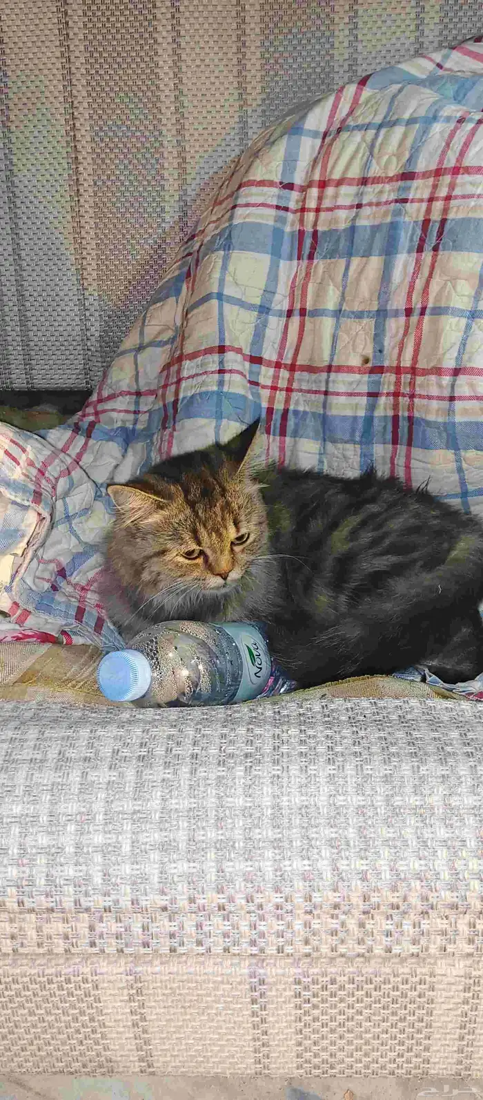 قطط مفقودة وخائفة ماتاكل الي حقه يتواصل معانا 4