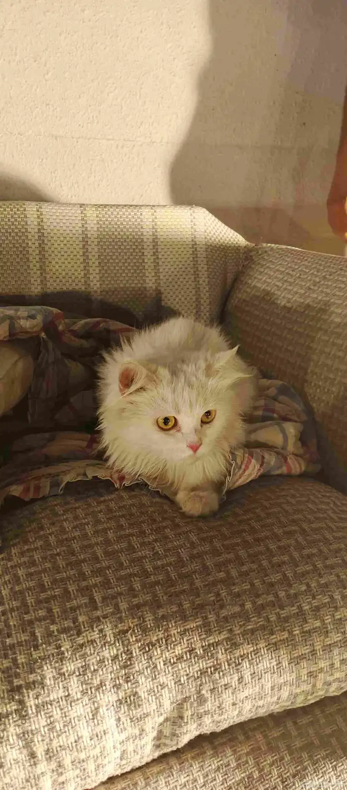 قطط مفقودة وخائفة ماتاكل الي حقه يتواصل معانا 0