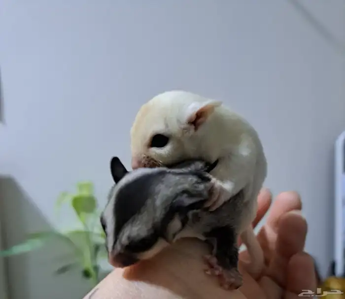 شوقر قلايدر ( سنجاب طائر للبيع ) 3