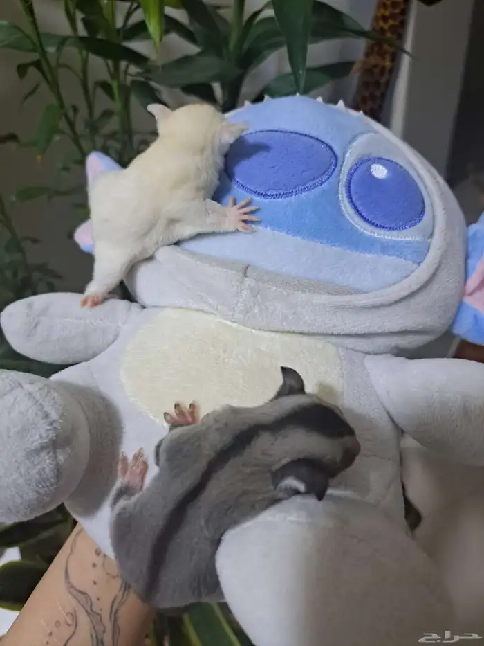 شوقر قلايدر ( سنجاب طائر للبيع ) 2