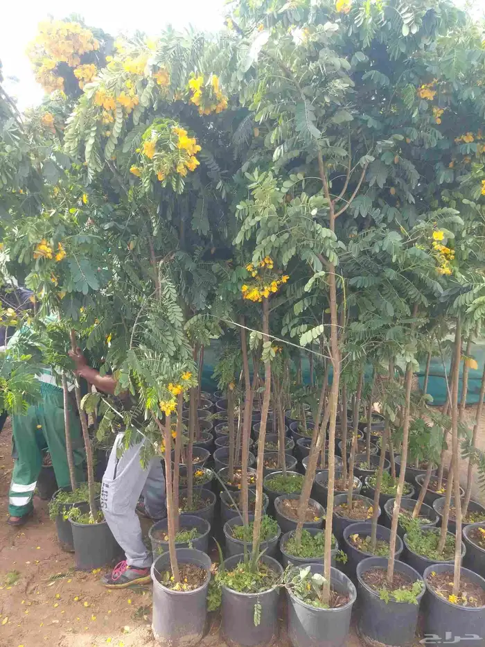 مشاتل الدمام طريق الجبيل بسعر الجمله 8