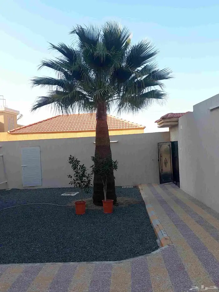 نخله واشنطني فاخره 0