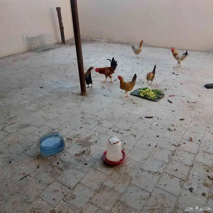 دجاج بلدى بياض عمر 8 شهور 4 دجاج واتنين ديك الحبه 25 الخرج 2