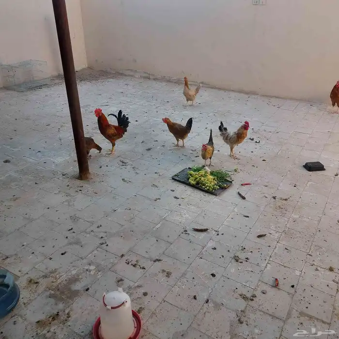 دجاج بلدى بياض عمر 8 شهور 4 دجاج واتنين ديك الحبه 25 الخرج 4