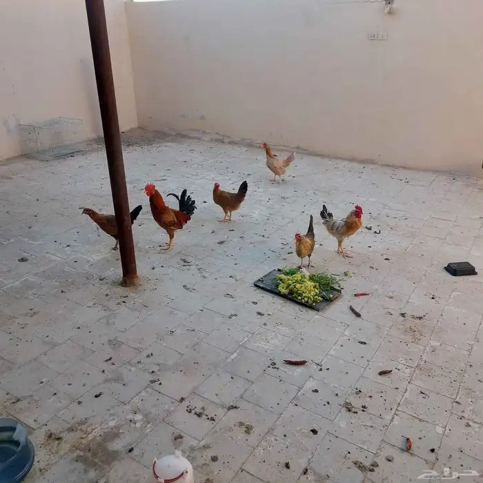دجاج بلدى بياض عمر 8 شهور 4 دجاج واتنين ديك الحبه 25 الخرج 0