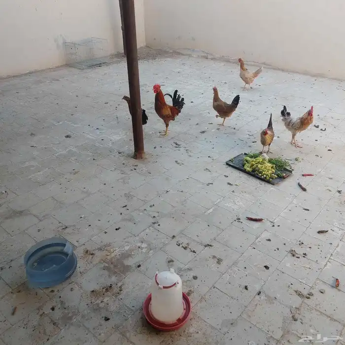 دجاج بلدى بياض عمر 8 شهور 4 دجاج واتنين ديك الحبه 25 الخرج 1