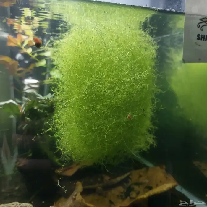 نباتات ماء للبيع 3