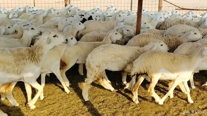 رخال مقاني صنف فرش الفحل 170 رأس 12