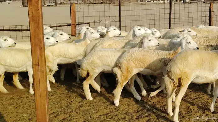 رخال مقاني صنف فرش الفحل 170 رأس 3