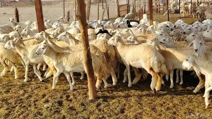 رخال مقاني صنف فرش الفحل 170 رأس 26