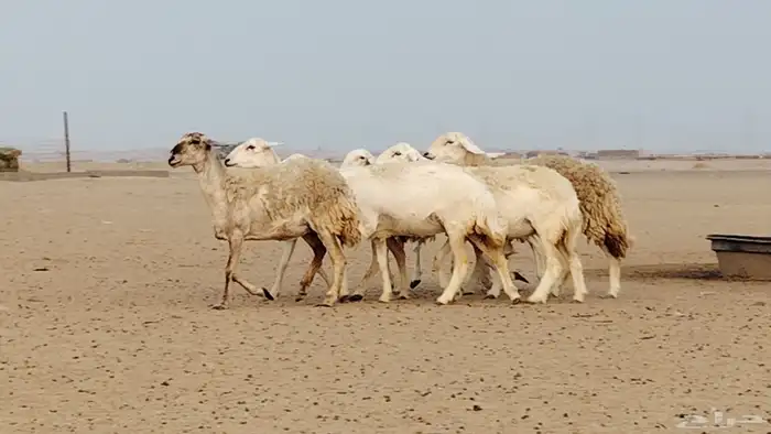 رخال للبيع العدد 7 روس 5