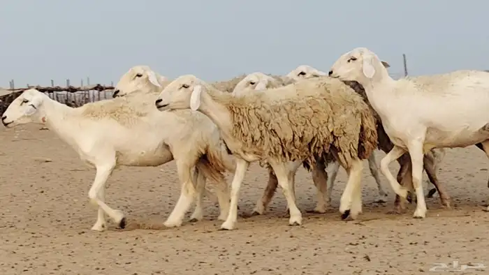 رخال للبيع العدد 7 روس 6