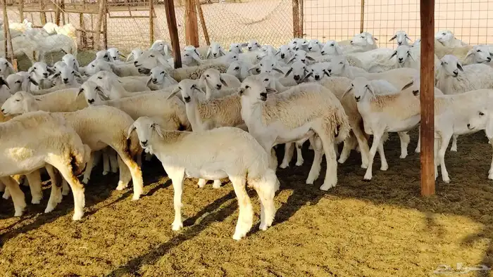 رخال مقاني صنف فرش الفحل 170 رأس 28