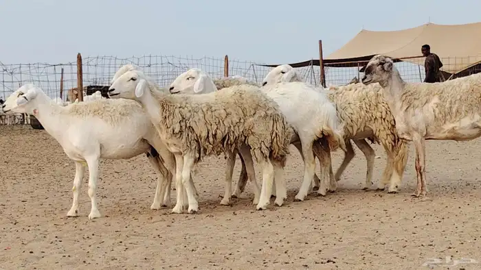 رخال للبيع العدد 7 روس 1