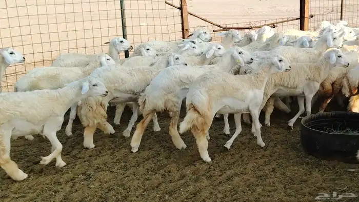 رخال مقاني صنف فرش الفحل 170 رأس 8