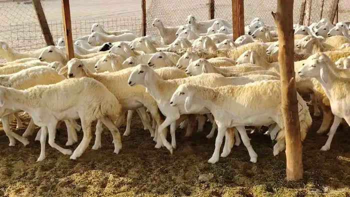 رخال مقاني صنف فرش الفحل 170 رأس 17