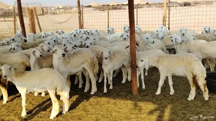 رخال مقاني صنف فرش الفحل 170 رأس 27