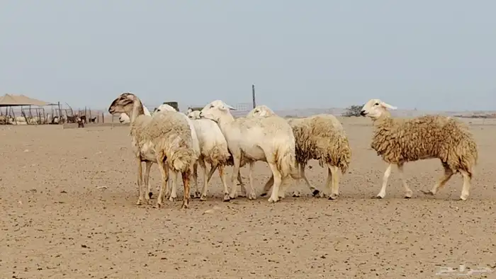 رخال للبيع العدد 7 روس 4