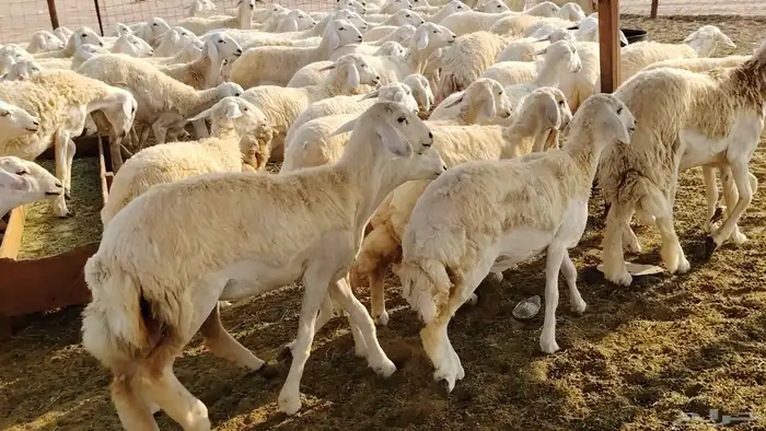 رخال مقاني صنف فرش الفحل 170 رأس 6