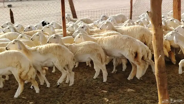 رخال مقاني صنف فرش الفحل 170 رأس 16