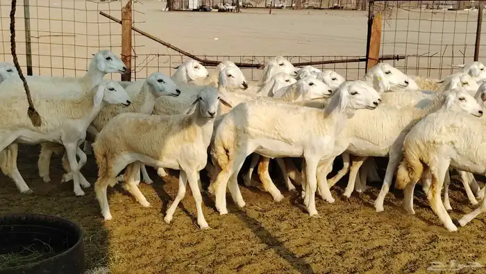 رخال مقاني صنف فرش الفحل 170 رأس 2