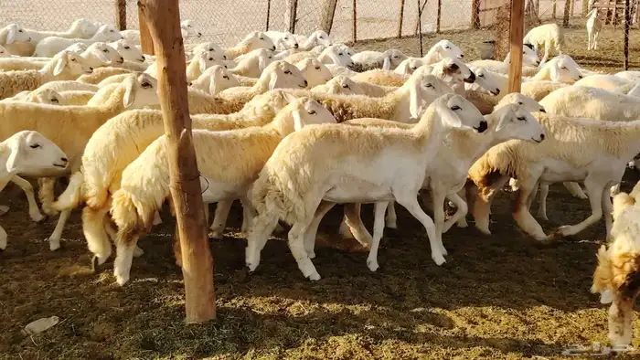 رخال مقاني صنف فرش الفحل 170 رأس 9