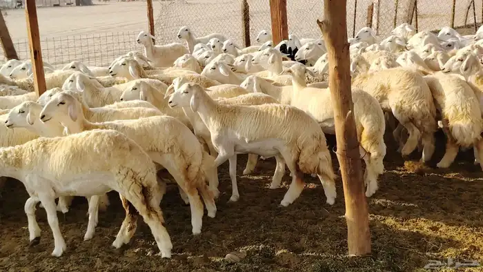 رخال مقاني صنف فرش الفحل 170 رأس 20