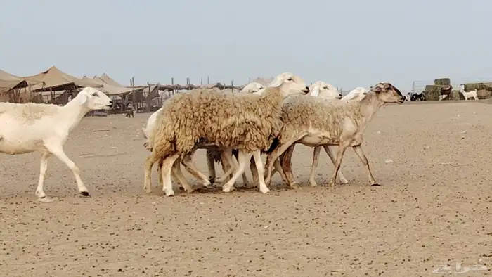 رخال للبيع العدد 7 روس 3