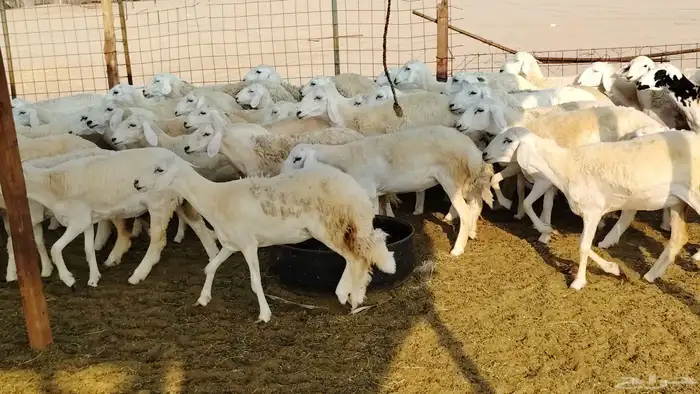 رخال مقاني صنف فرش الفحل 170 رأس 29