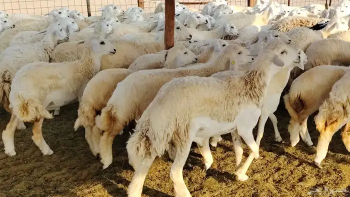 رخال مقاني صنف فرش الفحل 170 رأس 7