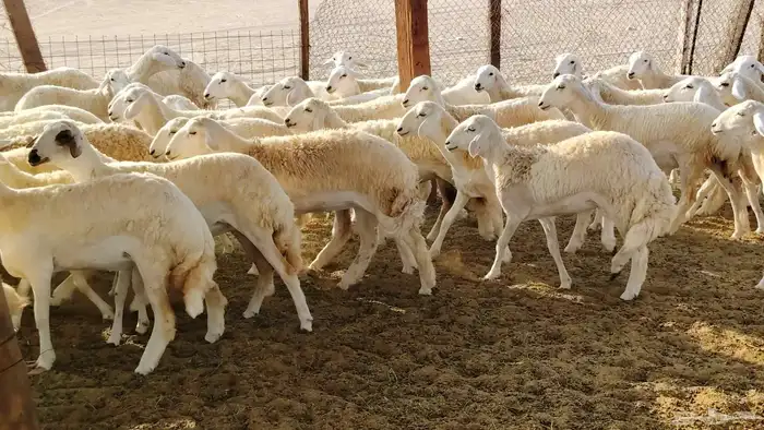 رخال مقاني صنف فرش الفحل 170 رأس 10