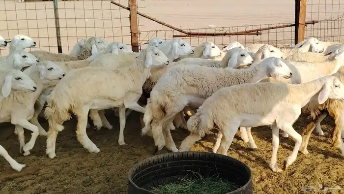 رخال مقاني صنف فرش الفحل 170 رأس 1