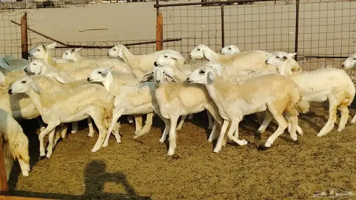 رخال مقاني صنف فرش الفحل 170 رأس 5