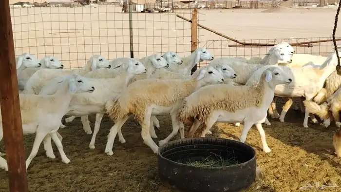 رخال مقاني صنف فرش الفحل 170 رأس 0