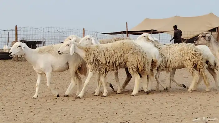 رخال للبيع العدد 7 روس 2