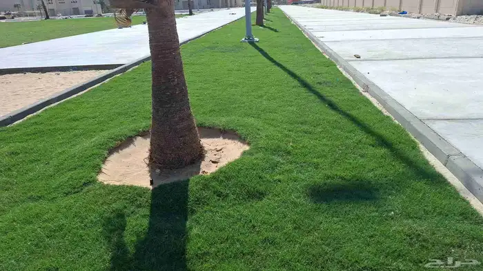 توريد وزرعه ثيل طبعيي ونخيل بجميع انواعها 5