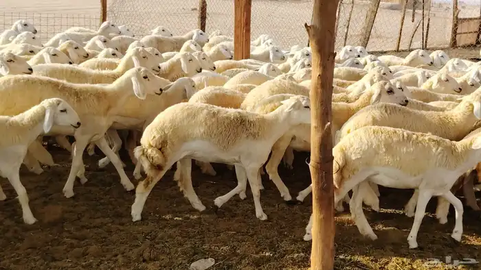 رخال مقاني صنف فرش الفحل 170 رأس 14