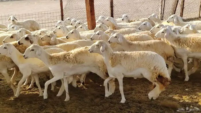 رخال مقاني صنف فرش الفحل 170 رأس 11