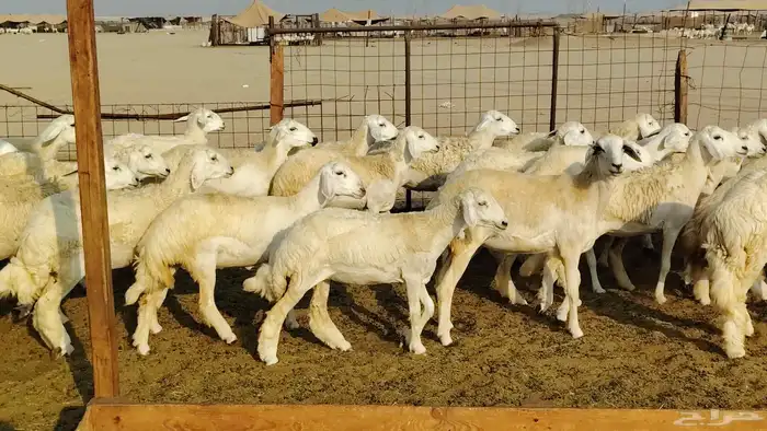 رخال مقاني صنف فرش الفحل 170 رأس 4