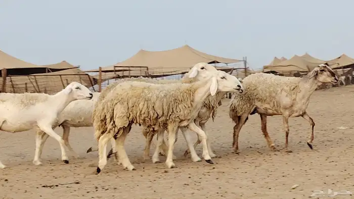 رخال للبيع العدد 7 روس 9