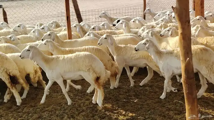 رخال مقاني صنف فرش الفحل 170 رأس 23