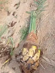 جثايث مثمر نخل القصيم نخل للبيع صقعي مجدول سكري ونانه لبانه 3