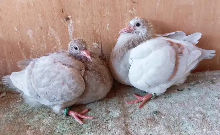 فرز وحقن مشاريع الحمام الاحم الفرنسي 0