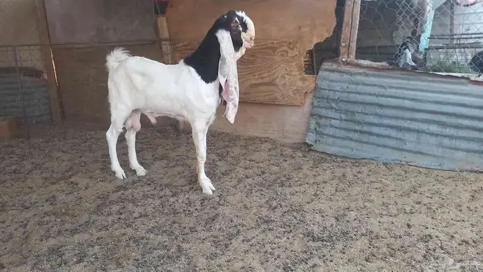 للبيع جفرتين وتيس جصم 6